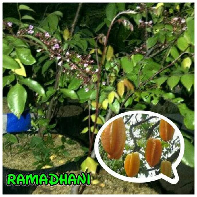 Jual Bibit Tanaman Buah Leci Biwa Atau Buah Bibah Atau Loquad Plum