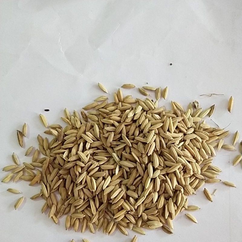 GABAH AYAM MERPATI GABAH UNGGAS 1KG PAKAN UNGGAS