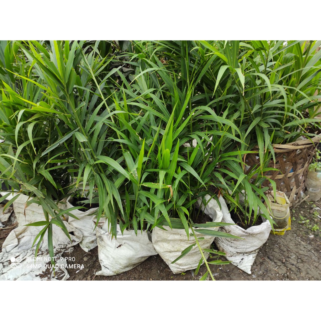 bibit jahe merah super