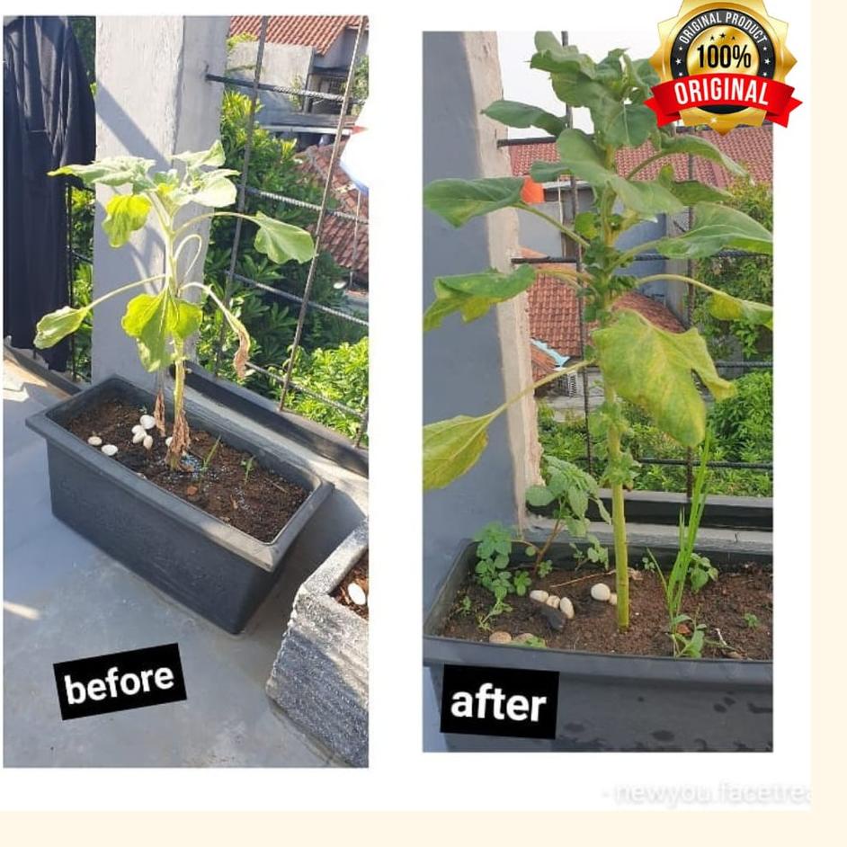 PL#030⭐ SERUM TANAMAN HIAS GROWTH NO BRAND PLANT ALBERO AGLONEMA MONSTERA - MURAH - LEBIH AMPUH BEST
