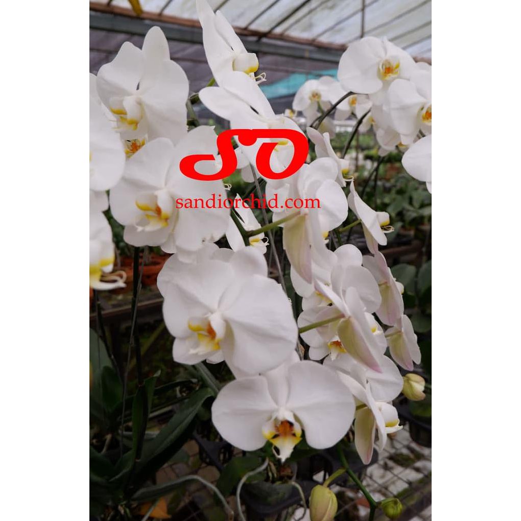 Anggrek Bulan Putih Lidah Kuning
