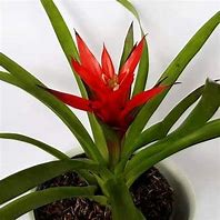 Bromelia guzmania - bromel merah - bromelia gusmania - tanaman bunga