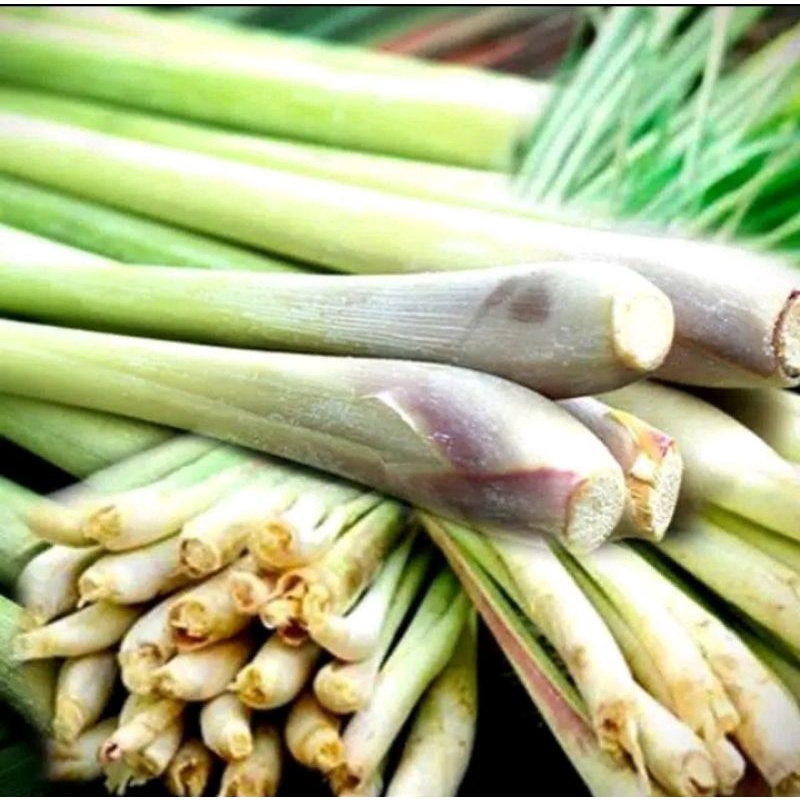 

500gr sere sereh segar fresh murah