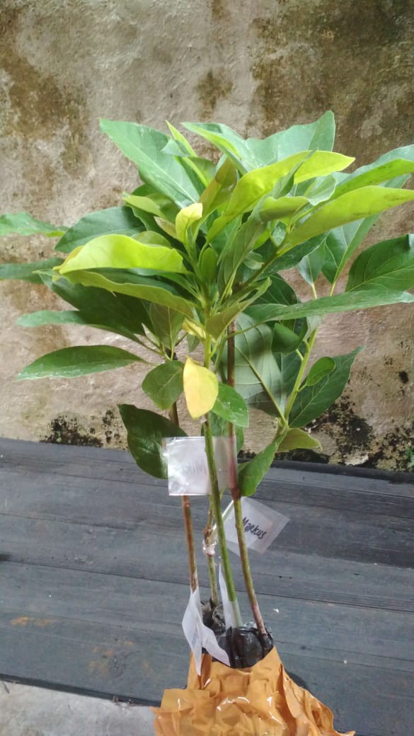 Bibit Alpukat Markus Bibit Alpukat Kendil Bibit Alpukat Superjumbo
