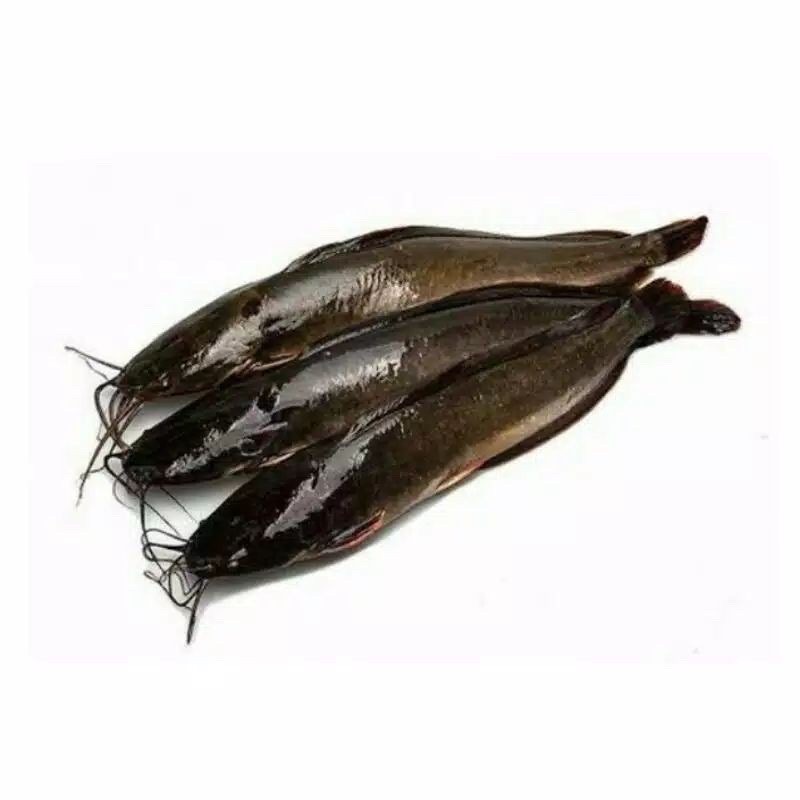 

IKAN LELE (1KG)