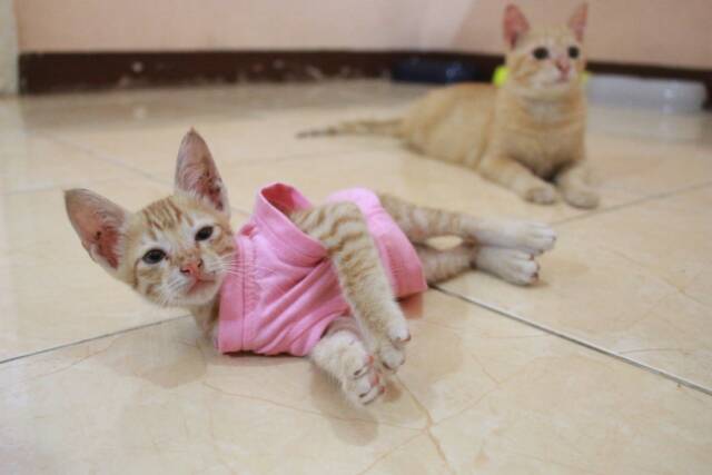Kaos Casual untuk kucing/anjing (bisa request warna)