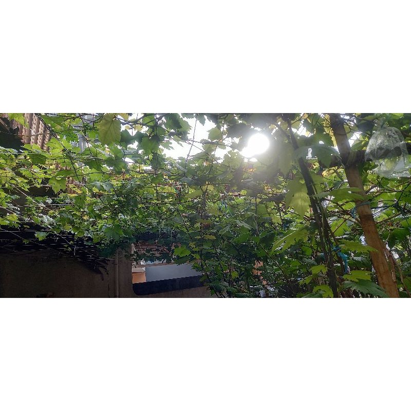 entres anggur import