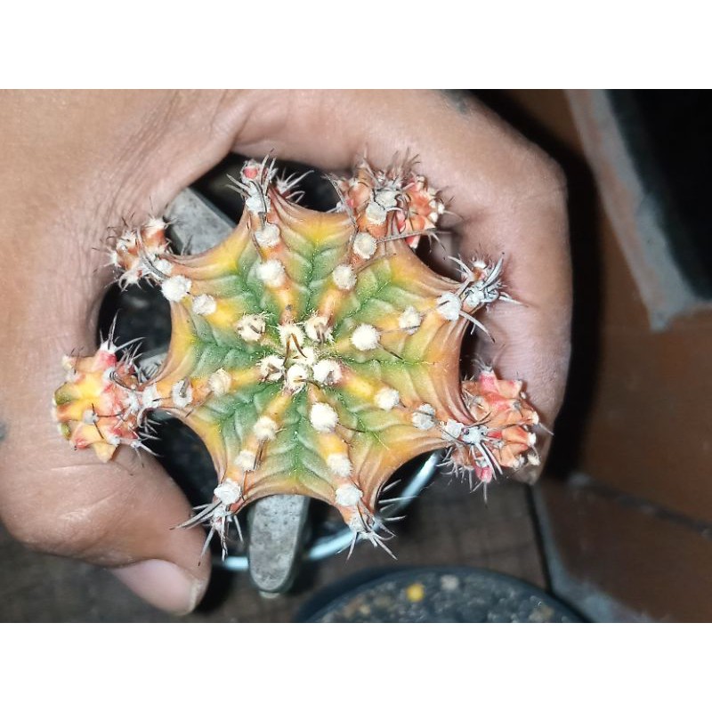 GYMNO STARFIRE GRAFTING KOBOI