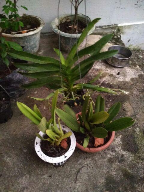 Anggrek Oncidium Saint Anthony Of Egypt fragrant Beauty