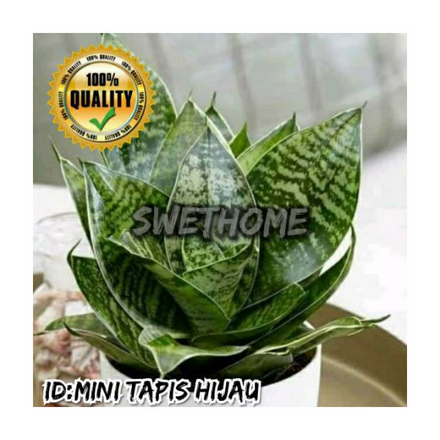 Tanaman hias sanseviera mini sanseviera pembersih udara mini sanseviera kodok ijo