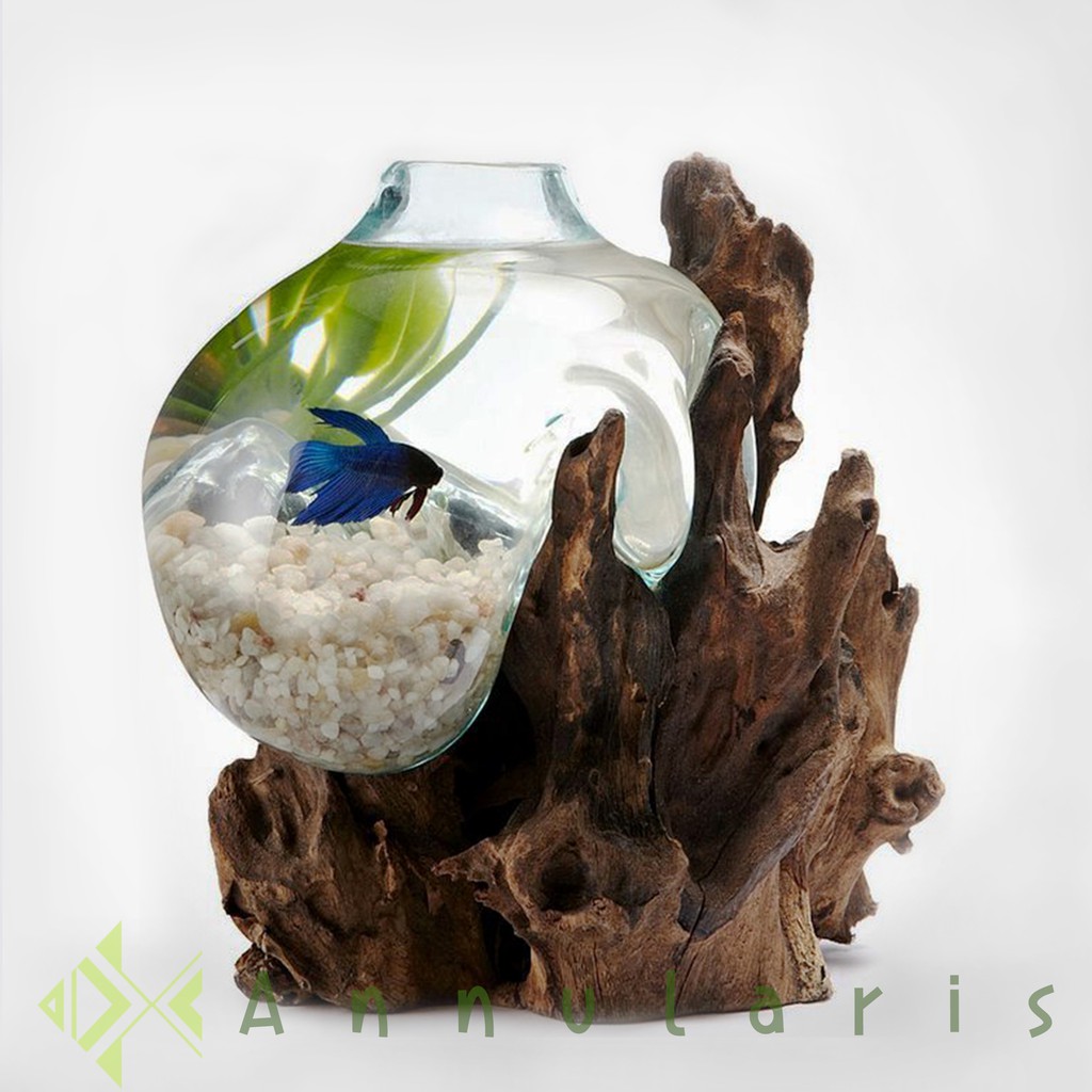 Aquarium Kecil Ikan Hias Ikan Cupang Soliters Betta Ikan Guppy Tank Aquascape Size 21 25 Cm Shopee Indonesia Aquarium kayu cupang