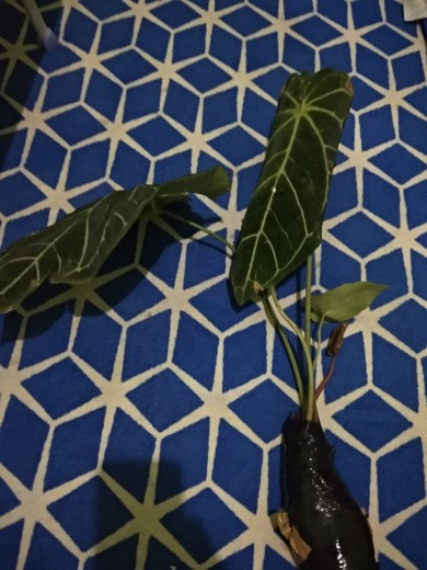 Tanaman Hias Keladi Anturium Kuping Gajah