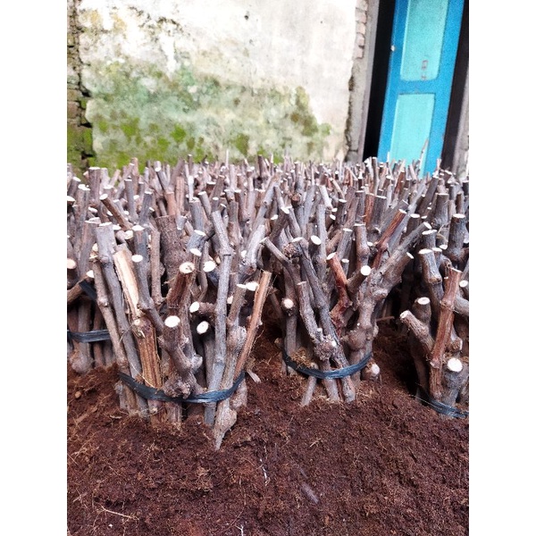 cutting anggur alfonso batang bawah