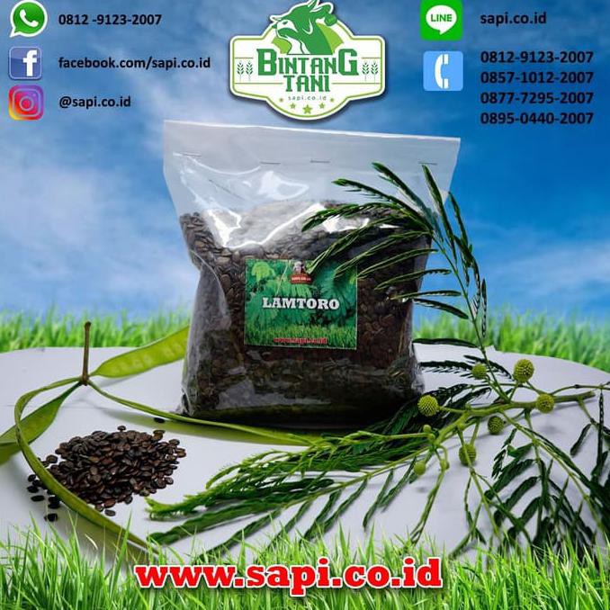 Benih Lamtoro 1 Kg
