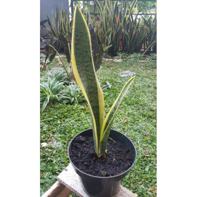 Lidah Mertua /Sansiviera/Pedang