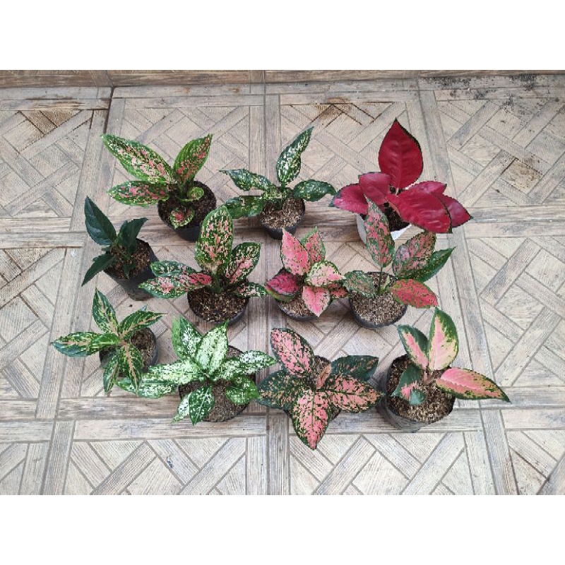 Aglonema, Suxome jumbo,red venus, ladi valentine, rotundum dll