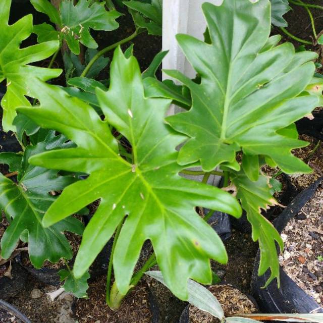 Philodendron Atau Philojari Shopee Indonesia