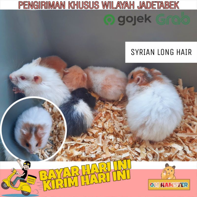 Hamster Syrian Long Hair & Satin