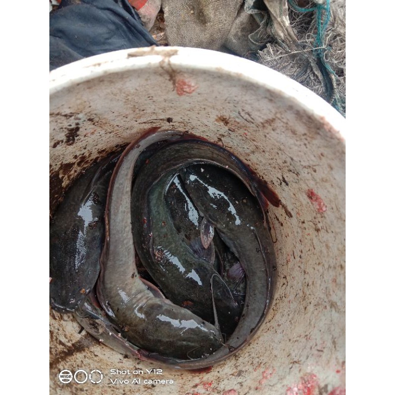 

ikan lele segar 1/2kilogram