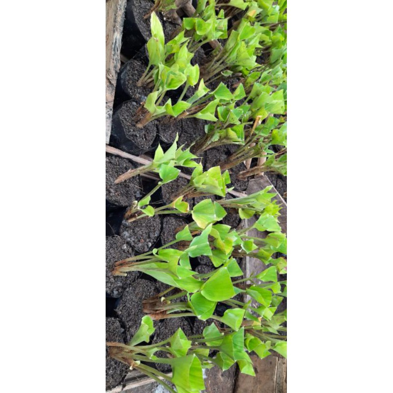 Bibit kunyit hitam kunir hitam