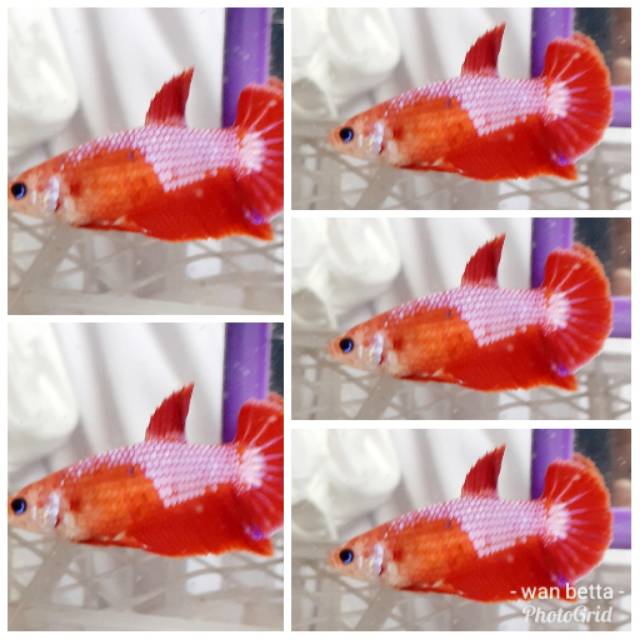 Jual ikan cupang galaxy#emerald#koi#fancy medan#blue rim#black samurai#mamba#hell boy#no 3