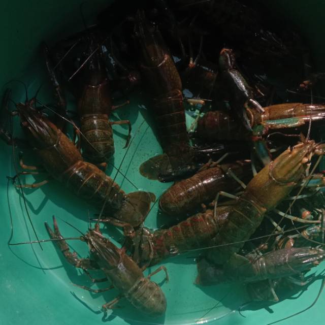 

Lobster air tawar