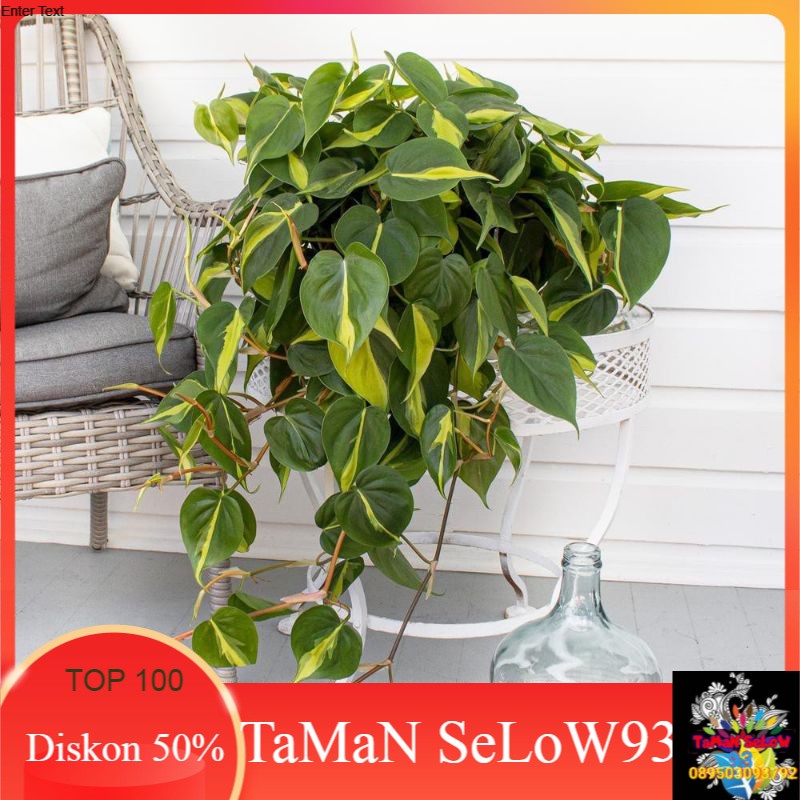 Tanaman sirih brazil-pohon philodendron sirih brazil