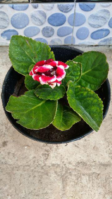 Tanaman Hias - Bibit Bunga Gloxinia