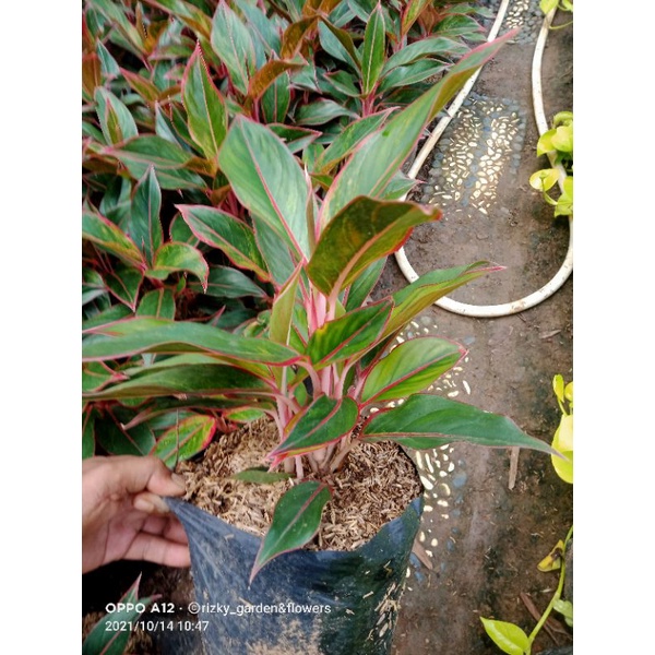 aglonema red aurora rumpun 10 rumpun