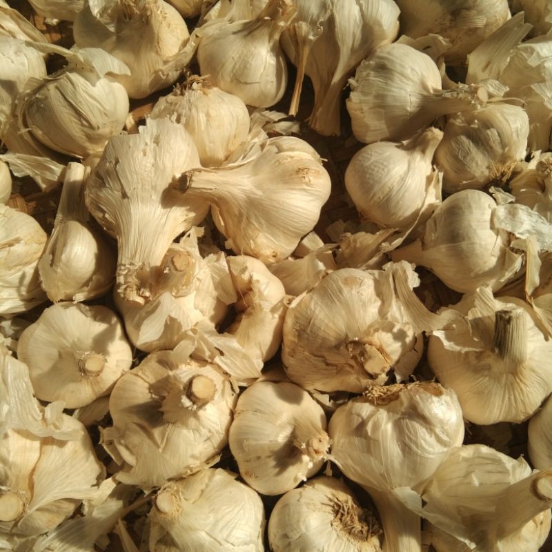 

bawang putih kating kotor 1/2 kg