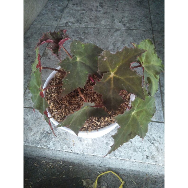 Tanaman Hias Begonia Red Velvet
