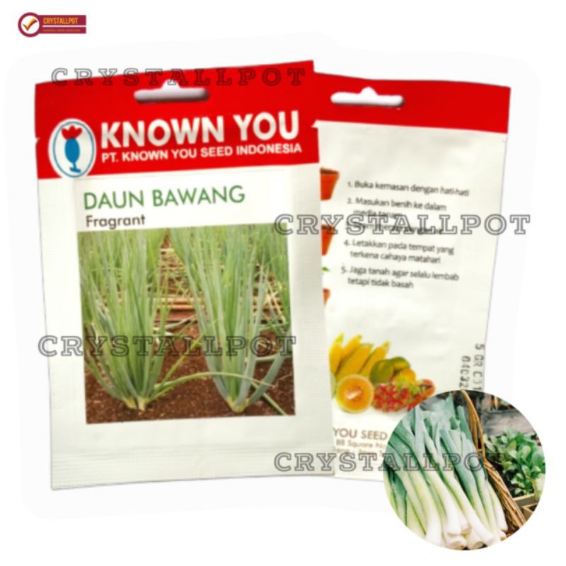 benih bibit daun bawang fragrant know you seed - KYS FRAGRANT