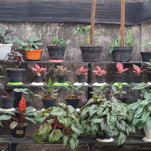 Ready Tanaman Hias Caladium Red Clone - Keladi Red Clone