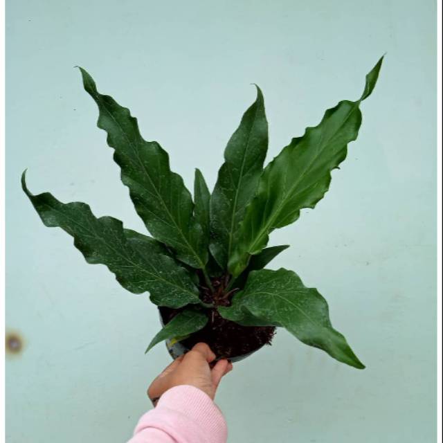 Tanaman hias anthurium gelombang cinta / anthurium gelombang cinta / tanaman anthurium