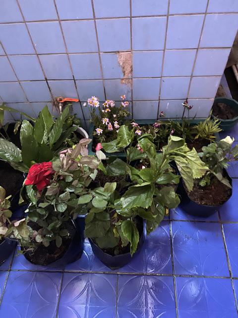 Tanaman Hias Anyelir Dianthus Merah