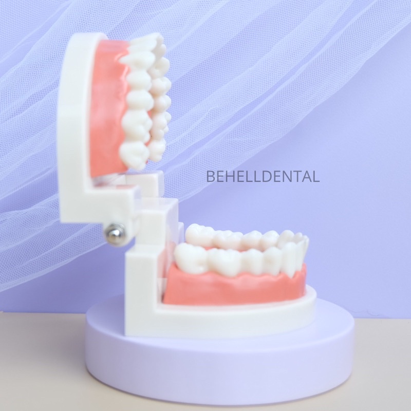 DENTAL STUDY MODEL HIGH QUALITY // Patung Gigi // Model Phantom Dental // Alat Peraga Kedokteran Praktek Gigi Ortho Orthodontic Tanpa Behel bracket Braces // Behelldental