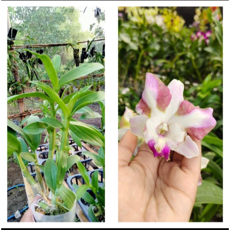 Dendrobium King Dragon PLW