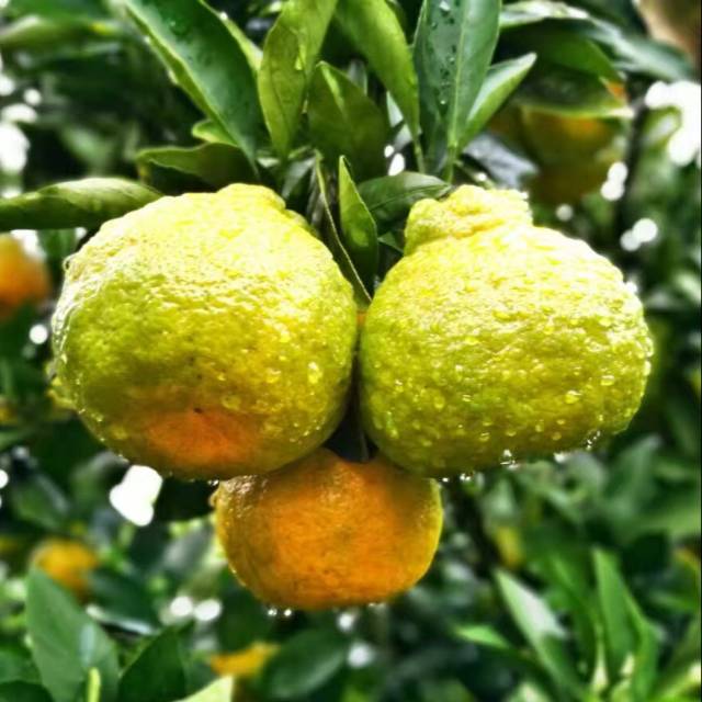 Bibit buah jeruk dekopon