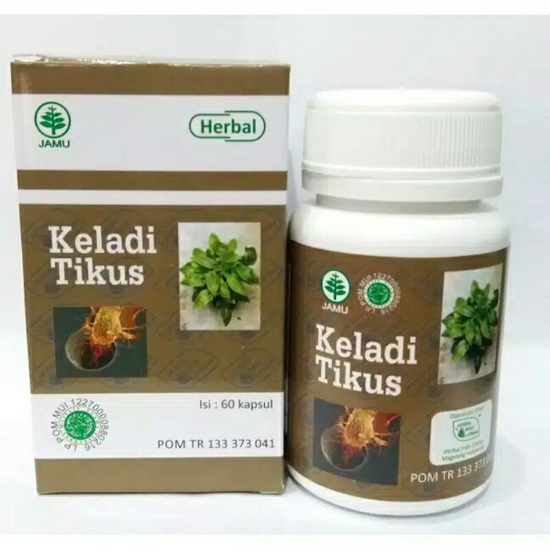 herbal keladi tikus herbal tumor herbal kanker obat herbal keladi tikus