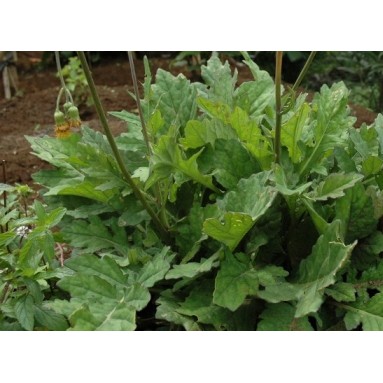 

DAUN DEWA (Gynura Segetum) organik 1000%