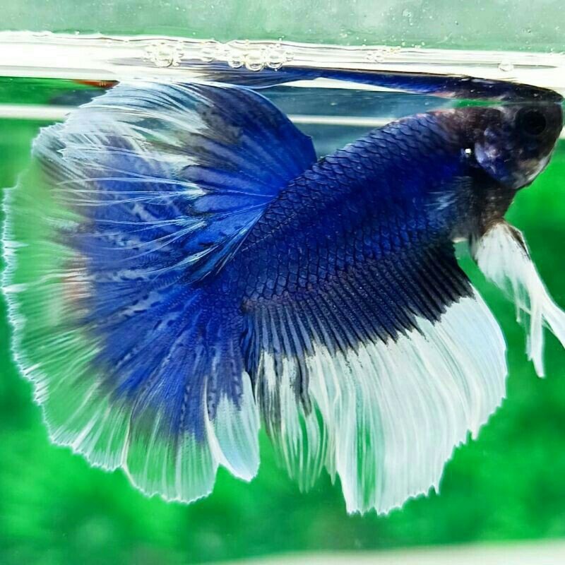 ikan cupang halfmoon size M+
