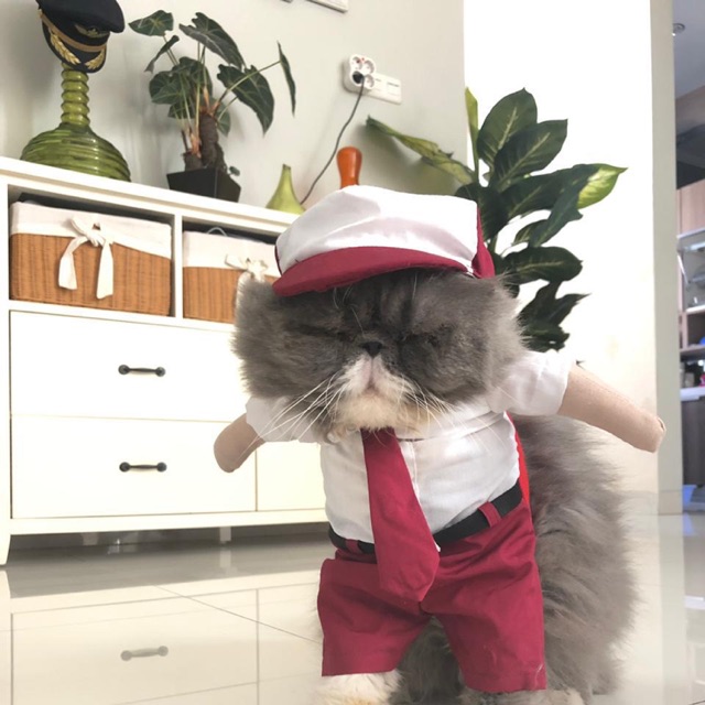 Baju kucing/anjing karakter "anak SD" | Shopee Indonesia