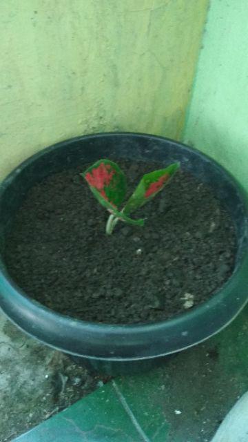 Aglonema Suksom Jaipong Anakan