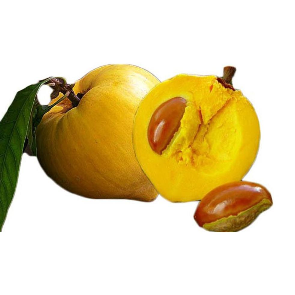 Laris Murah Bibit Tanaman Buah Sawo Mentega Canistel $_$