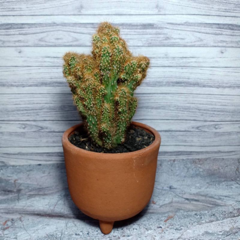 kaktus cereus jamacaru