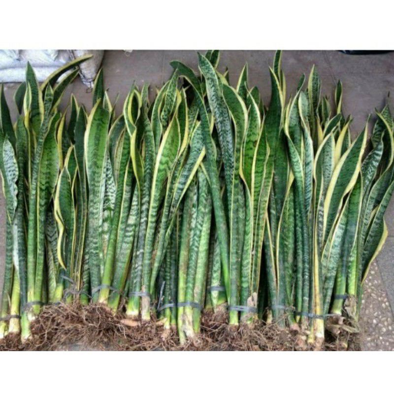 

Lidah mertua dapat 5 biji 1 biji isi 2-3 daun