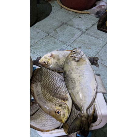 

Ikan Baronang Segar Fresh 100% Tangkapan Harian