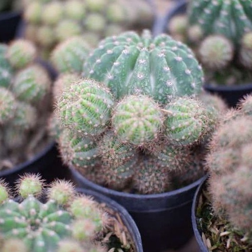 Kaktus Echinopsis Eyriesii