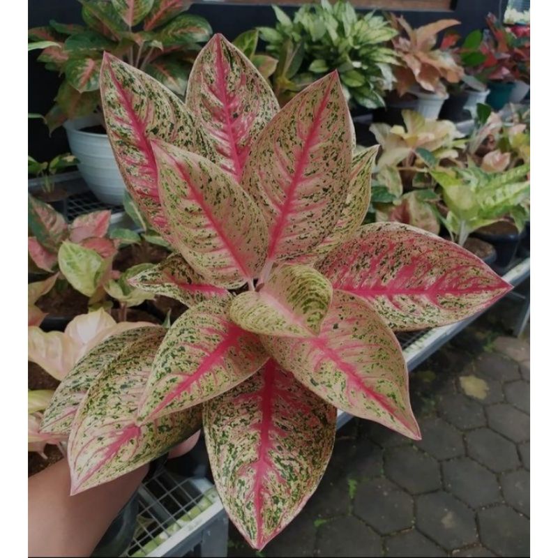 Bibit Bonggol Aglonema Red Legacy Super Spesial