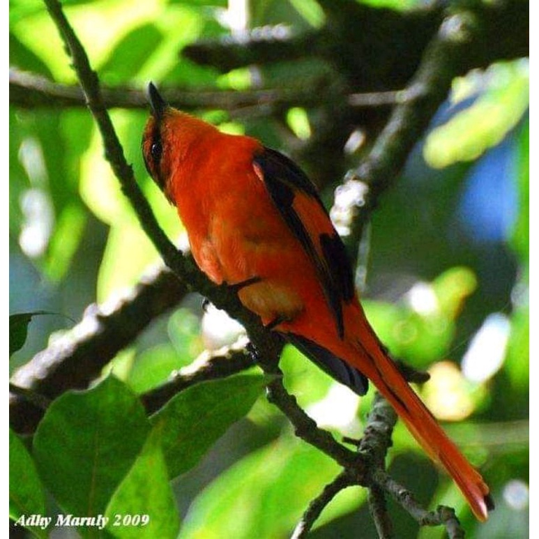 burung mantenan jantan - betina